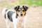 Żuczek - niewielki mix terrierka szuka domu!