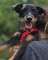 Płotka - młoda terrierka, wesoła, przyjazna sunia!